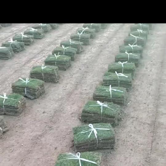 安徽省滁州市诚信草坪