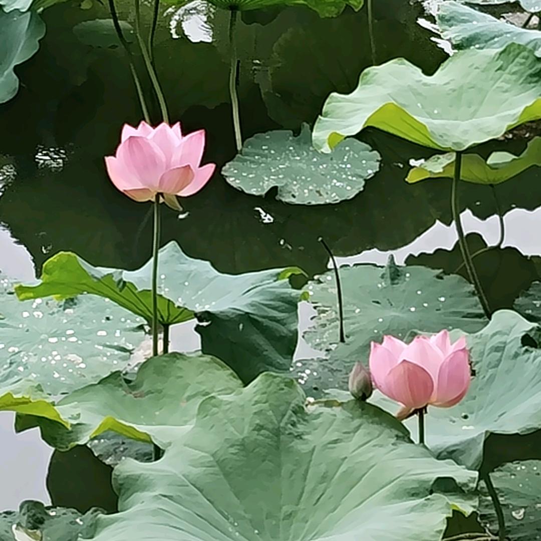 逍遥王