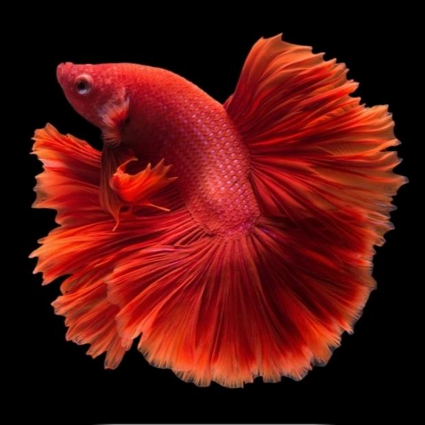 渔跃龙庭水族潮玩