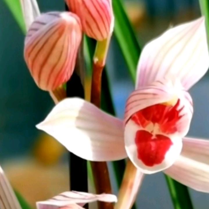 吾爱花若草