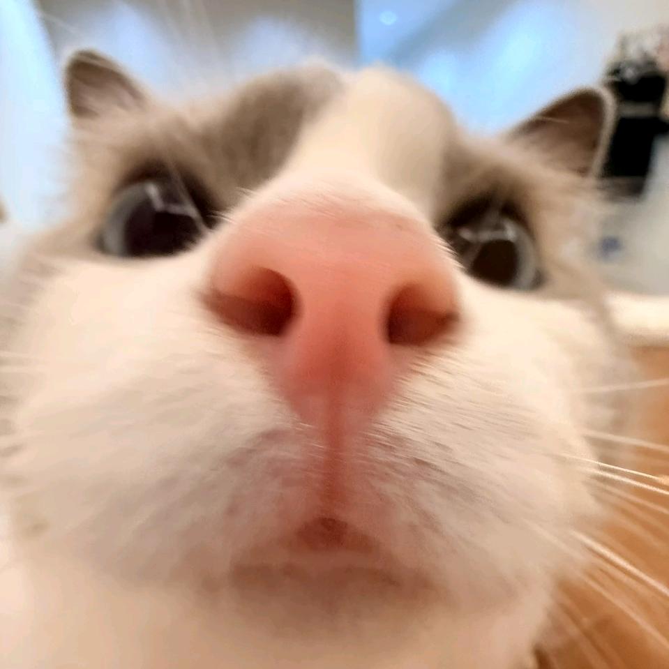 每天一份鸡腿饭