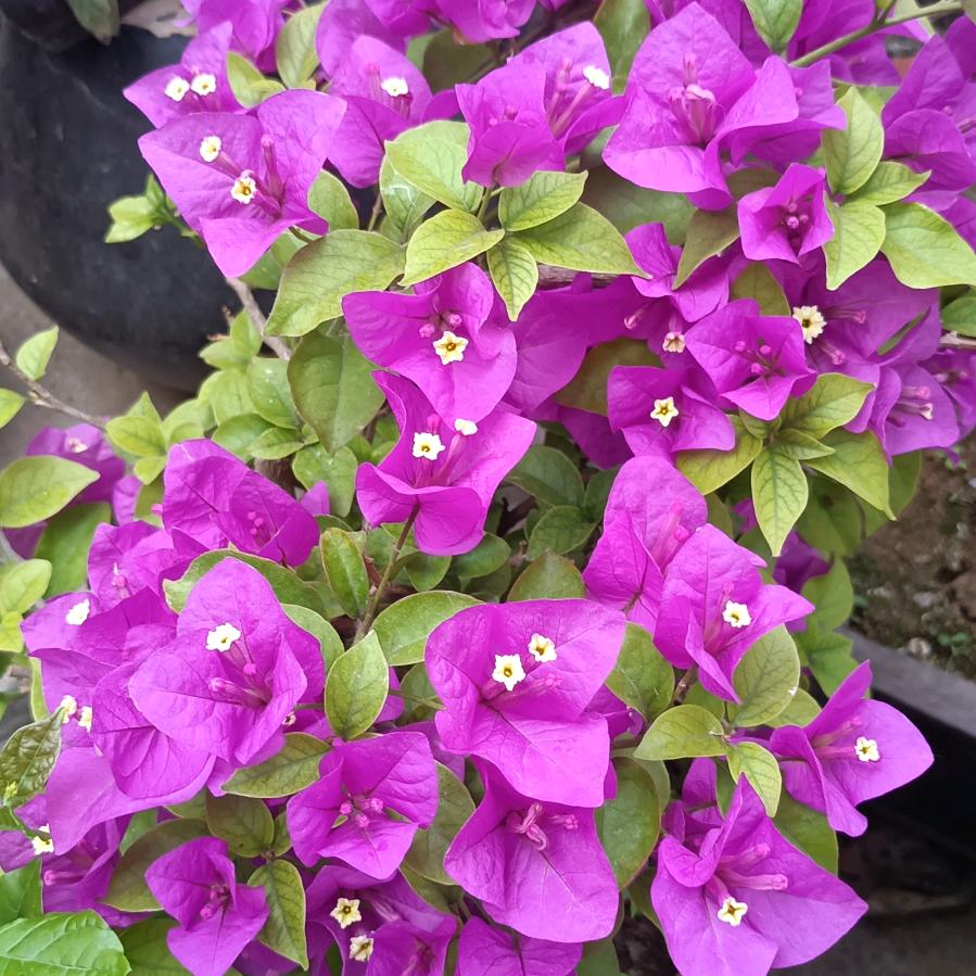 🌹🌹依依不舍🌻🌻