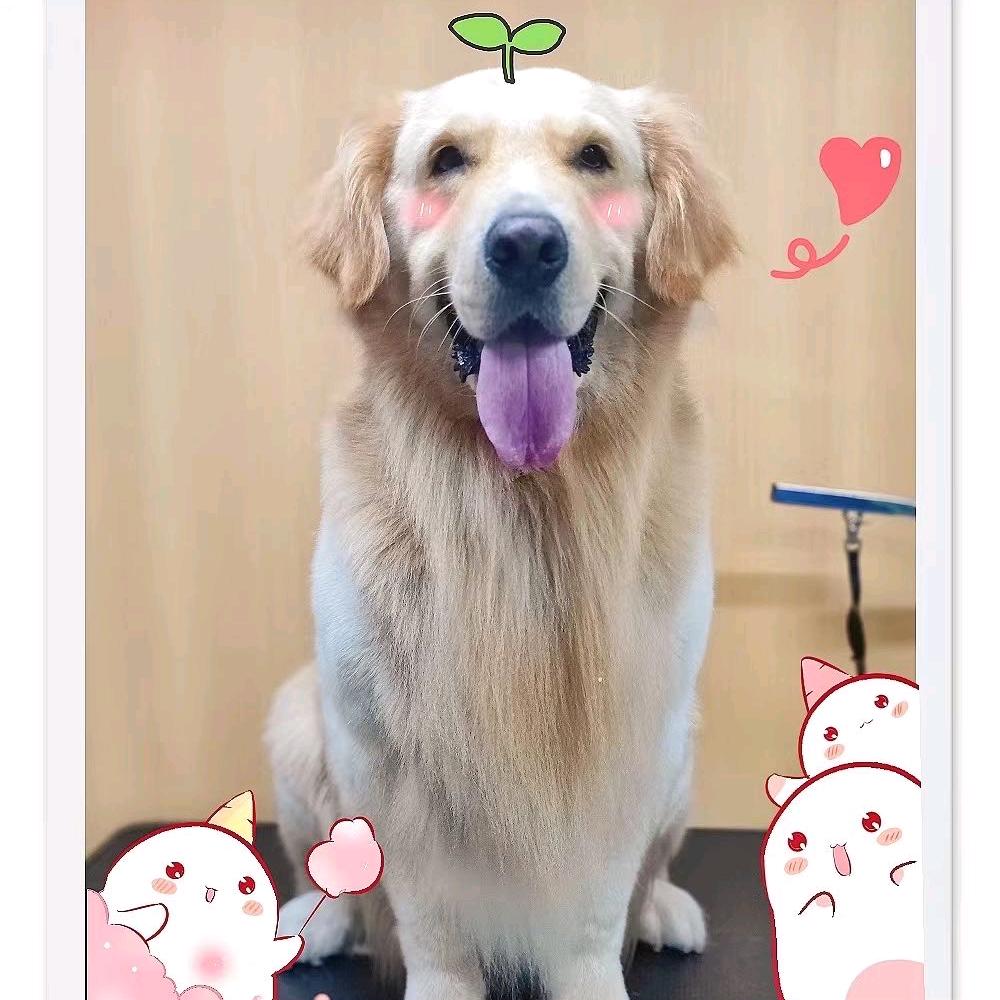 结实的吞吞