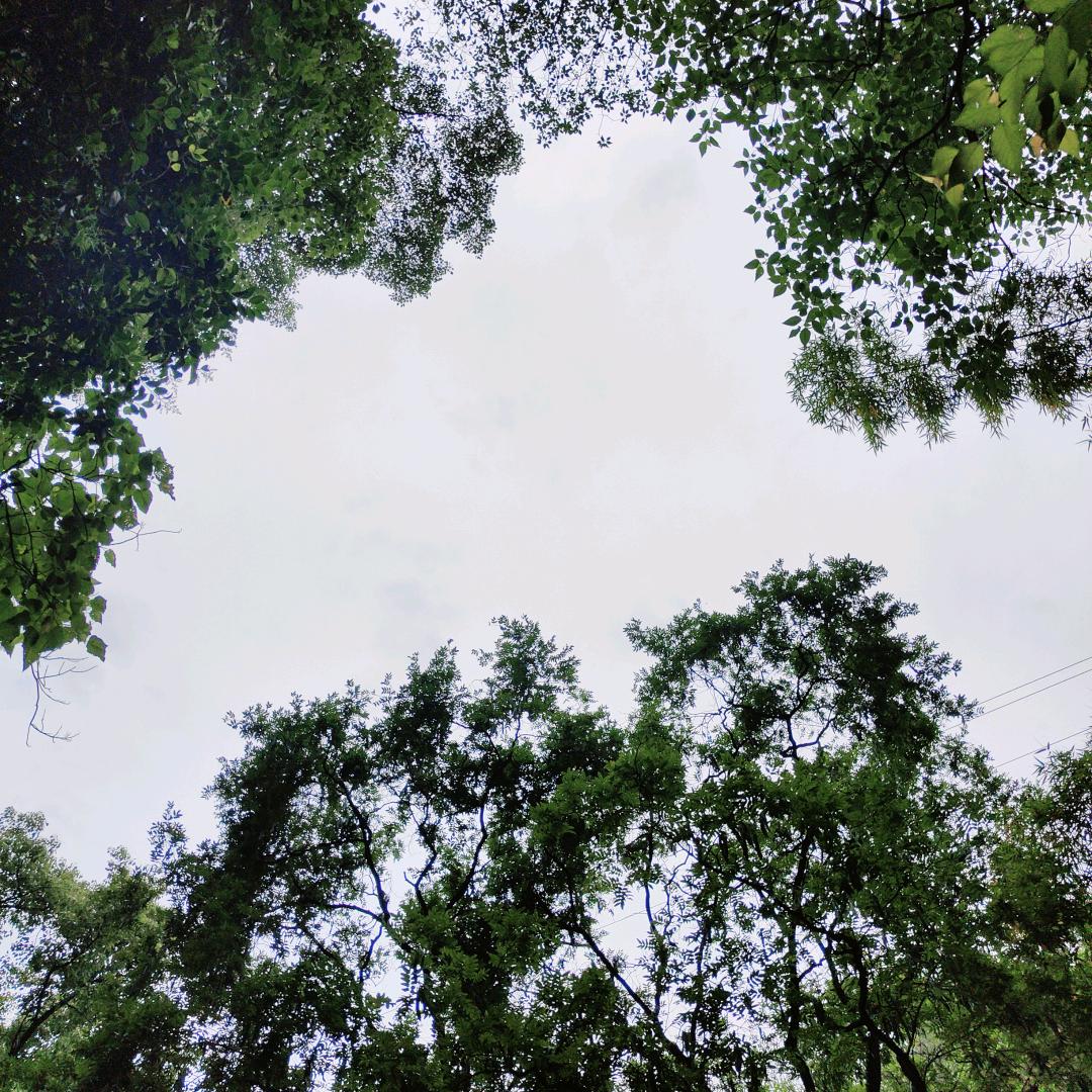 努力减肥（小钟）