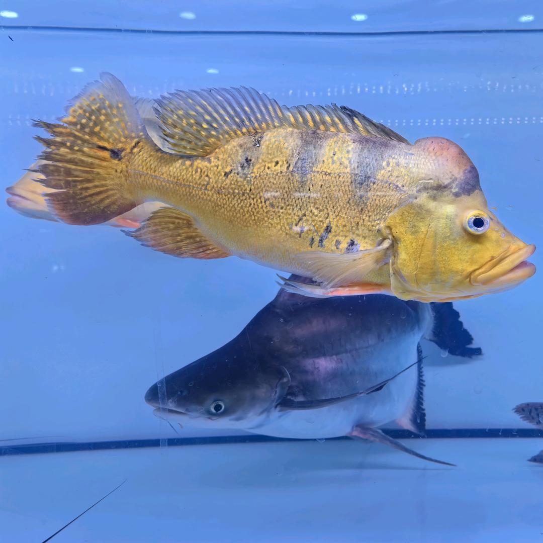 珍鱼坊水族