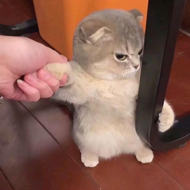 止大胖