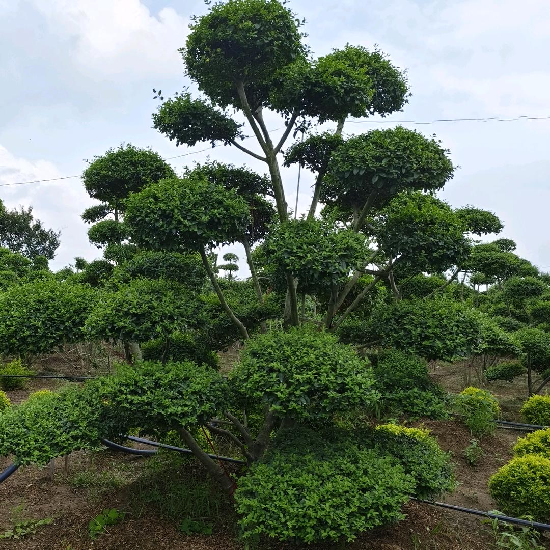 青青景观造型