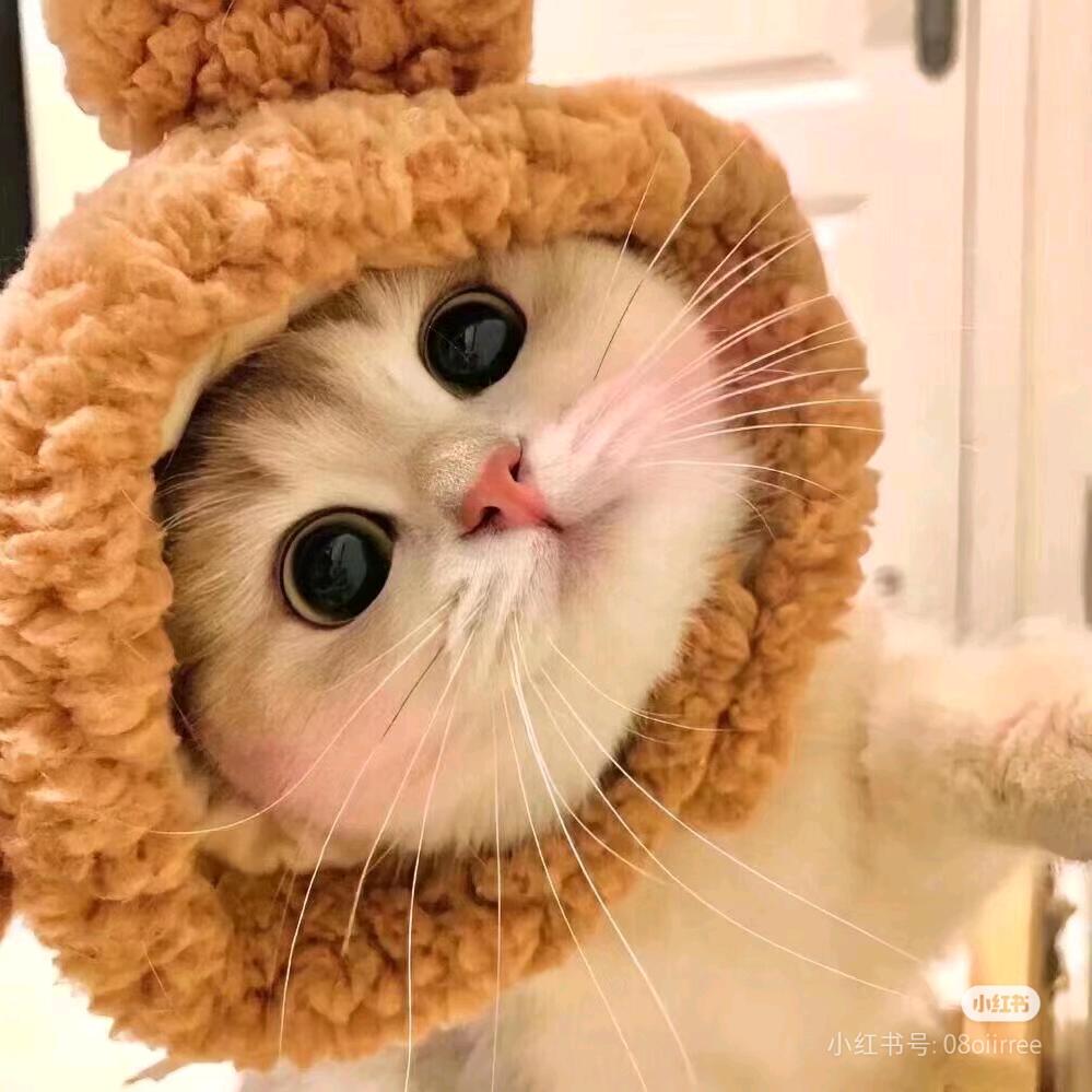 ♡萝卜小兔🥕.'`