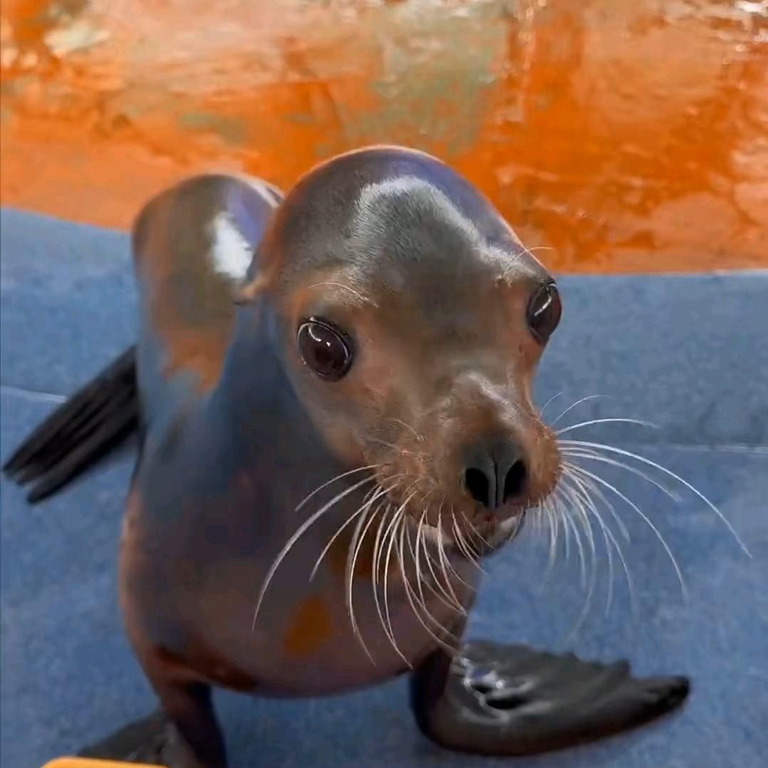 大菠萝爱小菠萝🍍