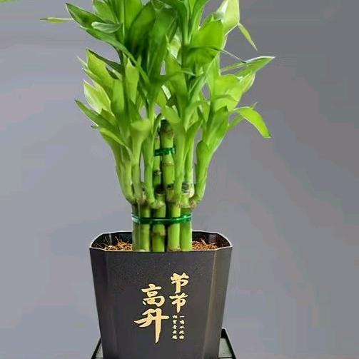木槿