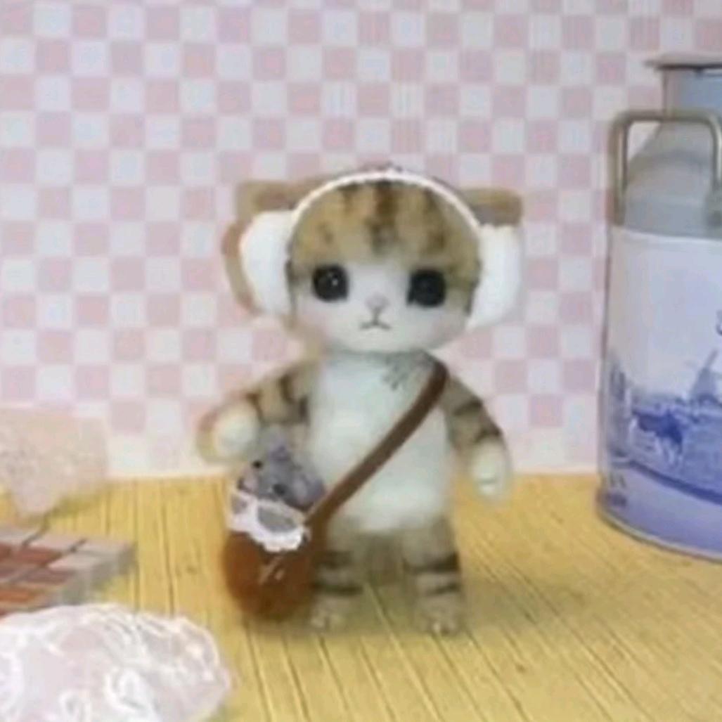 织只猫