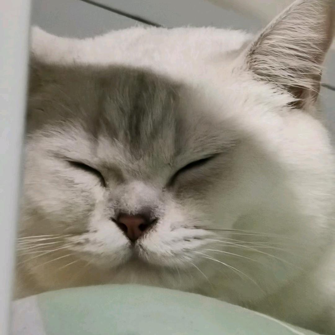 拴Q小屋₍˄·͈༝·͈˄*₎◞ ̑