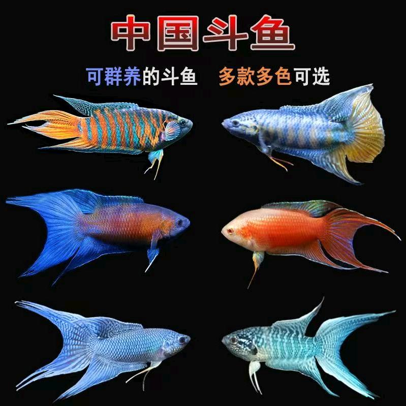 老表养鱼🐠