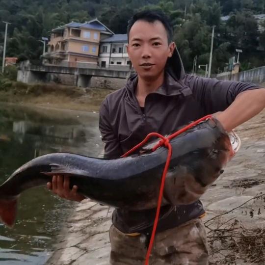 浮钓鲢鳙老三