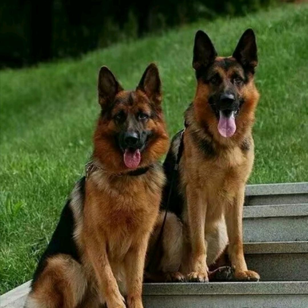 金通犬舍