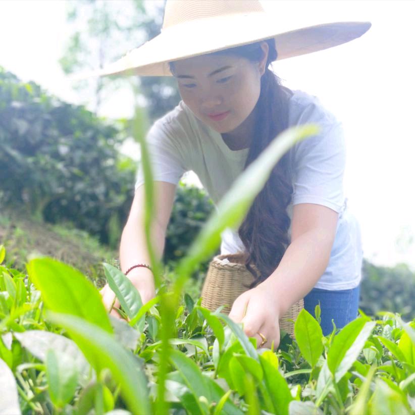 半谷茶行