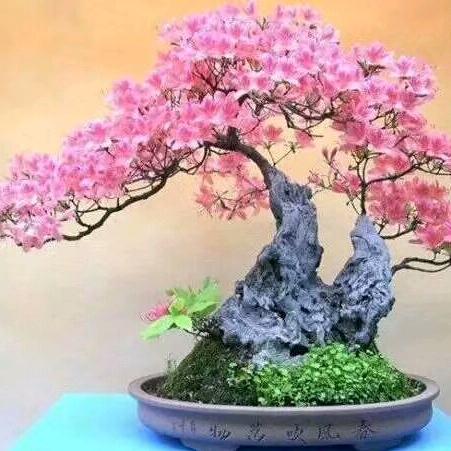 秦绍龙