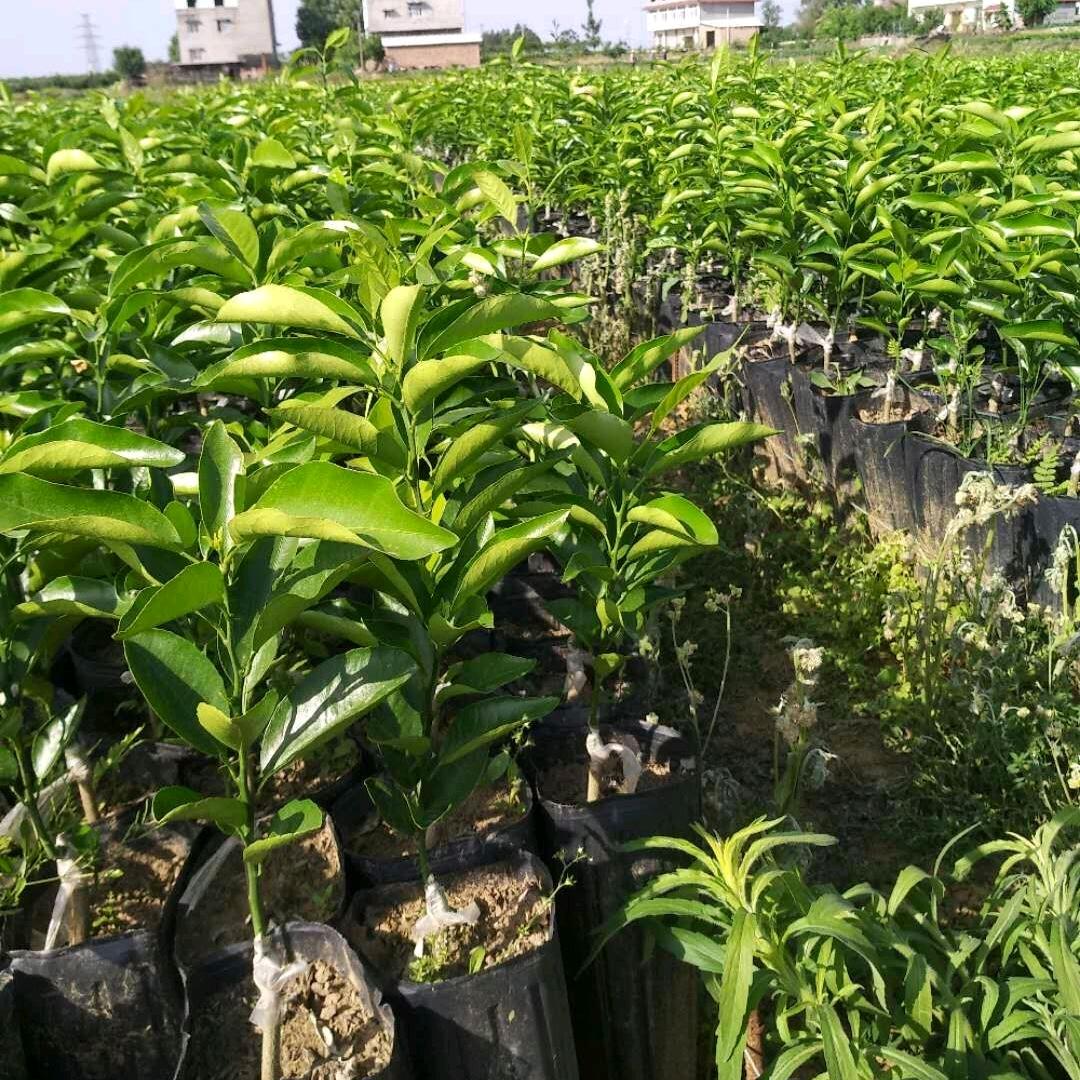 静燊专营店绿植基地