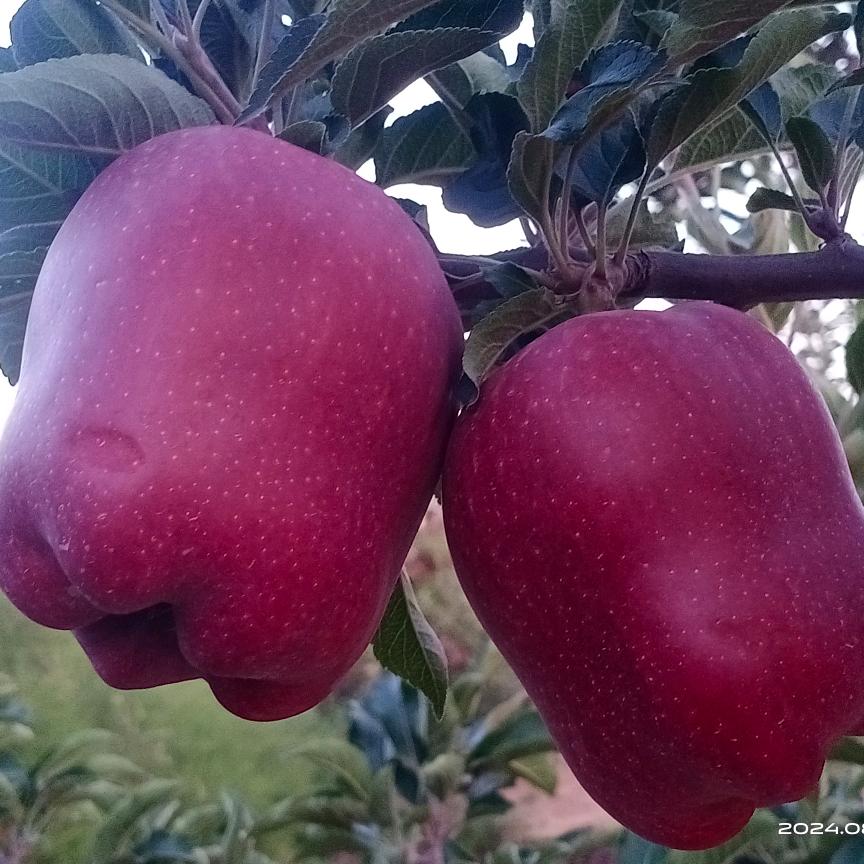 金川花牛苹果🍎代办小张