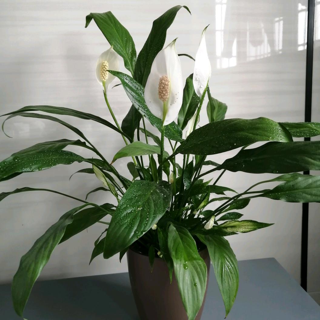 风和日丽（丽）