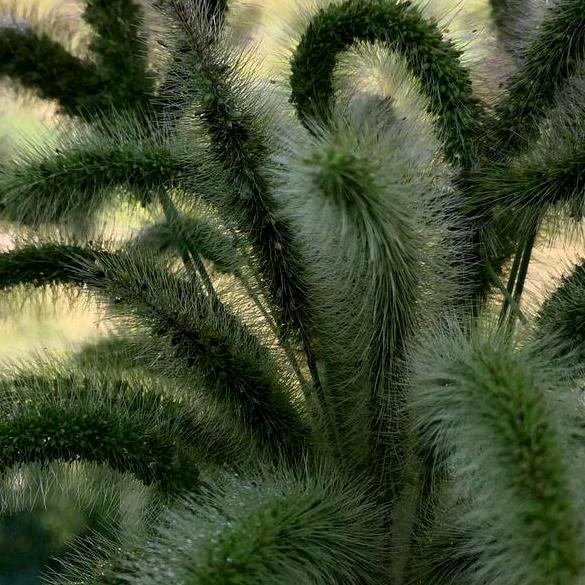 东方不败。欧阳姐