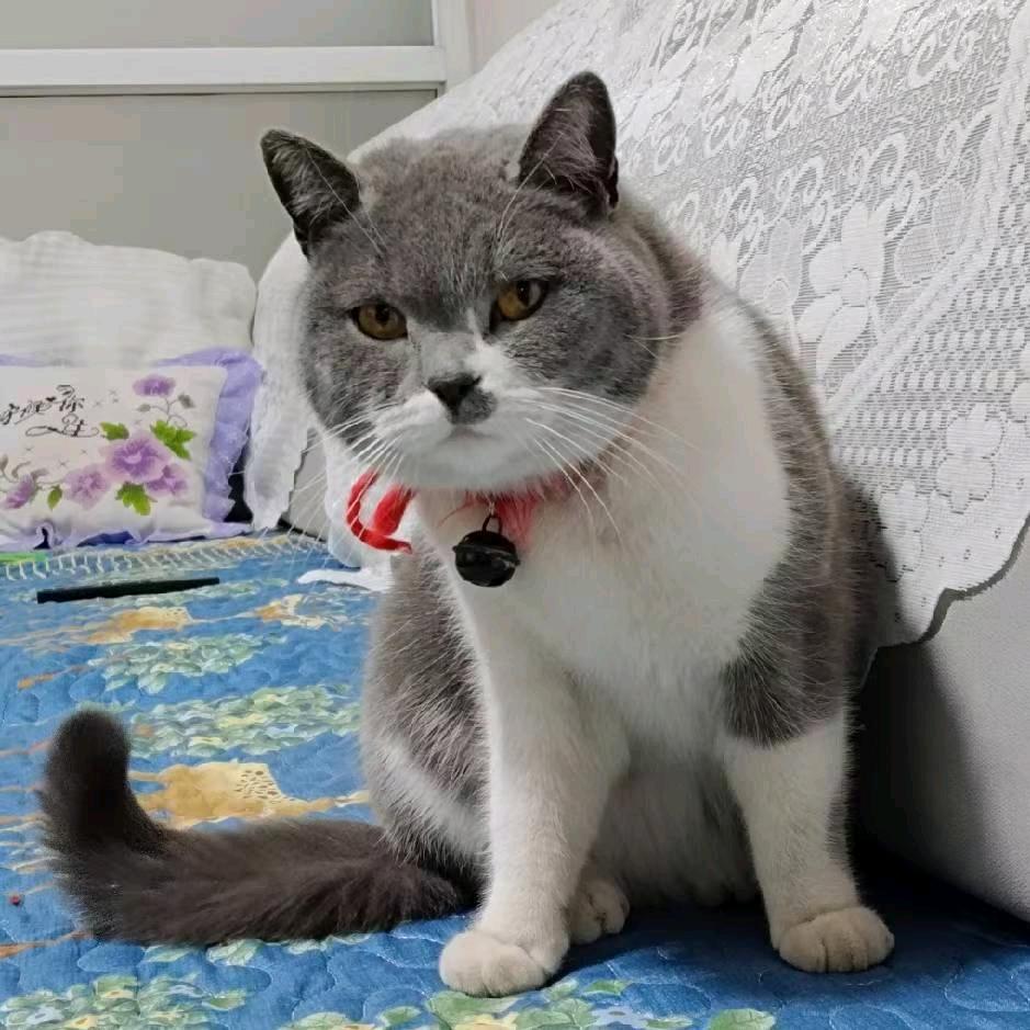 夜🐱猫🐱子🐱