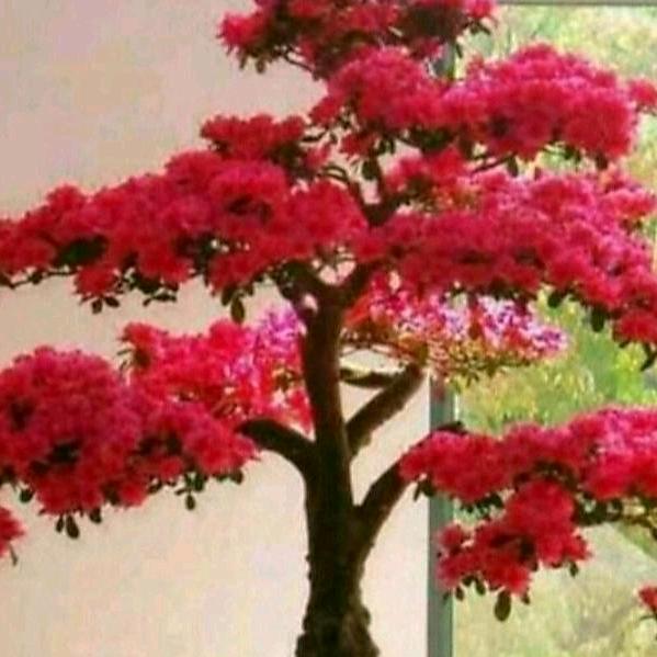 💞平安健康💞