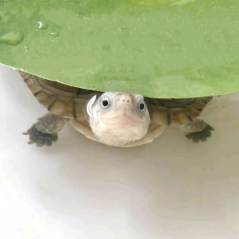 达梓羊
