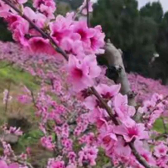 开心每一天