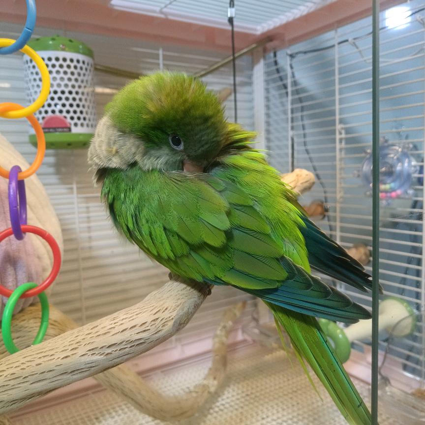 ✨努力版✨火急火燎烧烤