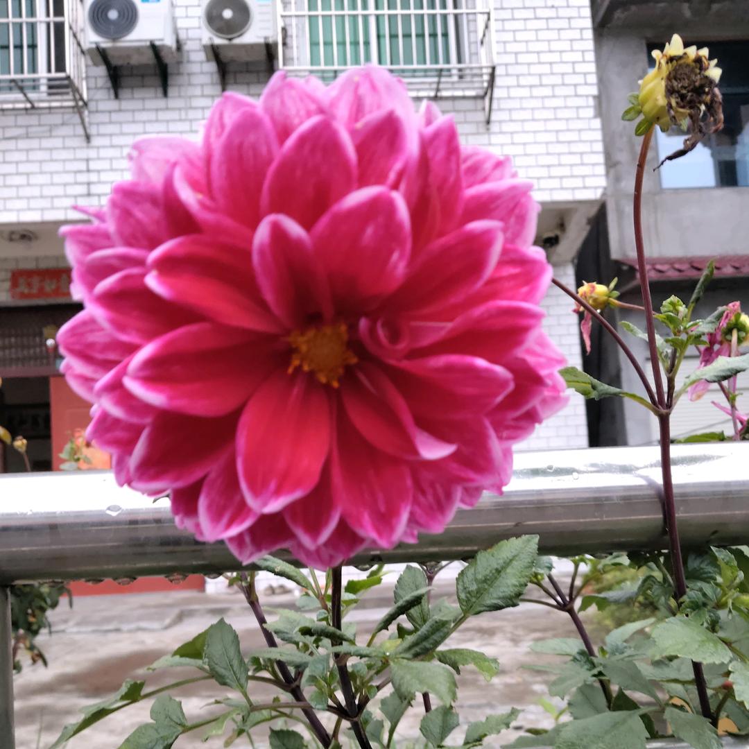 康泰工厂化天麻种植