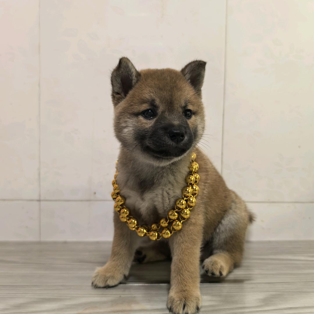 我是胖墩