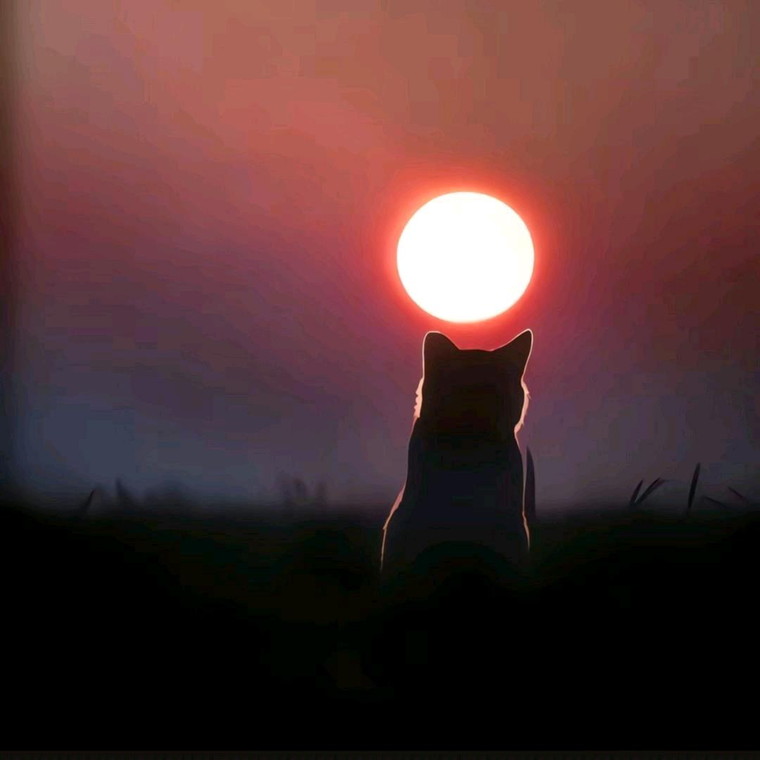 猫猫🍔