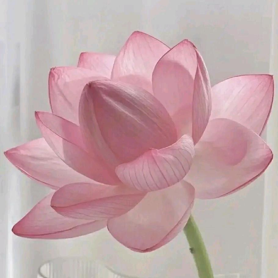素年百货商行