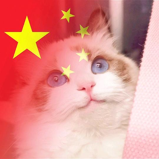 大鱼的猫咪