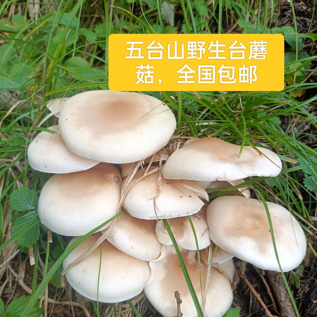 吴利平(出售正宗五台山野生台蘑菇全国包邮