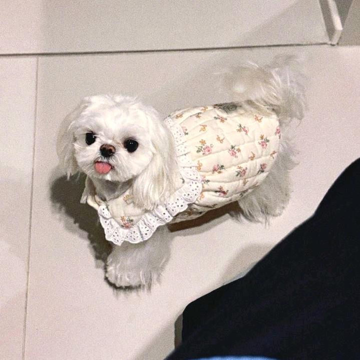 西梅鹿