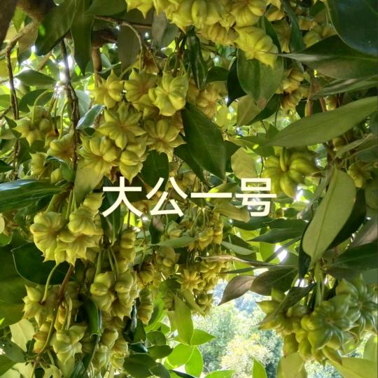 理珍带头大哥
