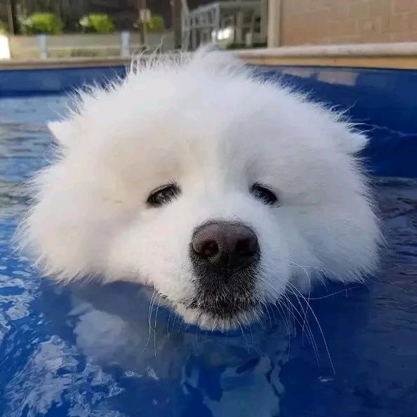 酸辣粉_