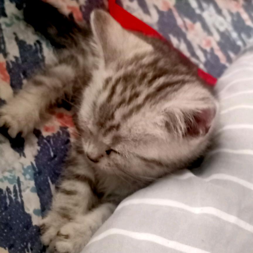 武侠霸添是一只猫