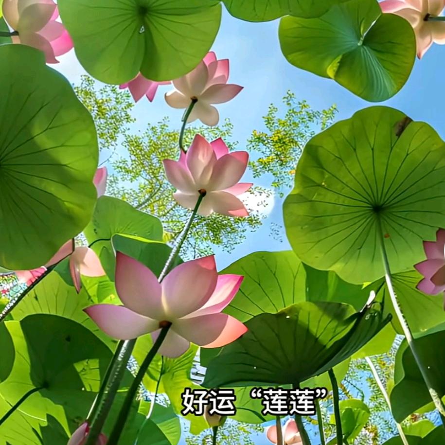 林海