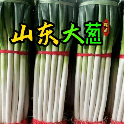 山东铁杆大葱专售