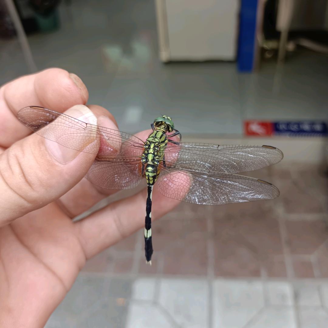 ╭(╯乌鸦不爱白鸽╰)╮