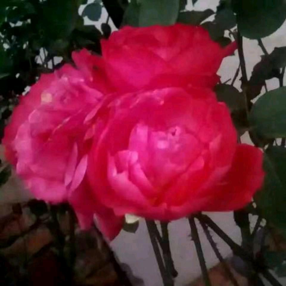 🌹平安是福（   张  )