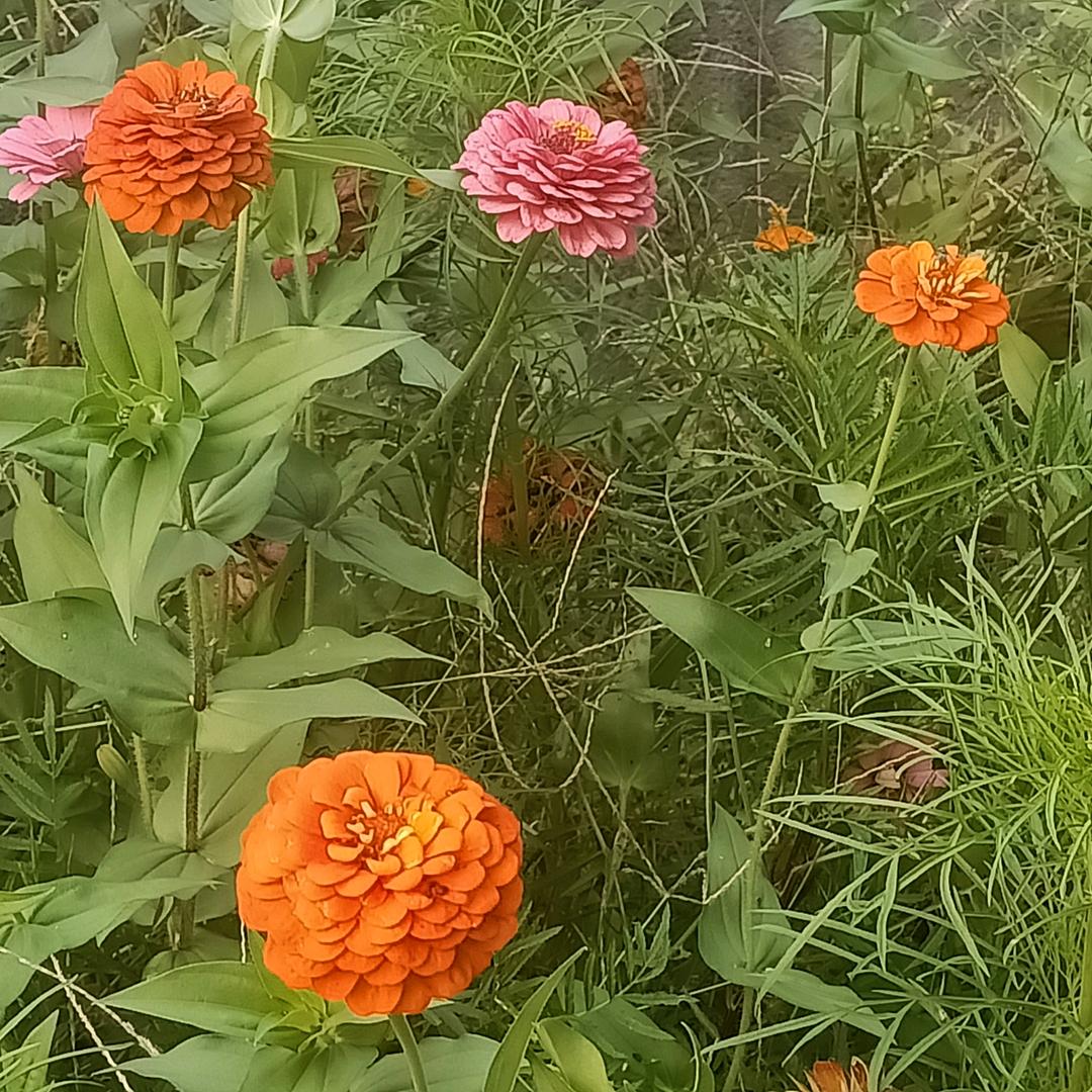 阳光玫瑰