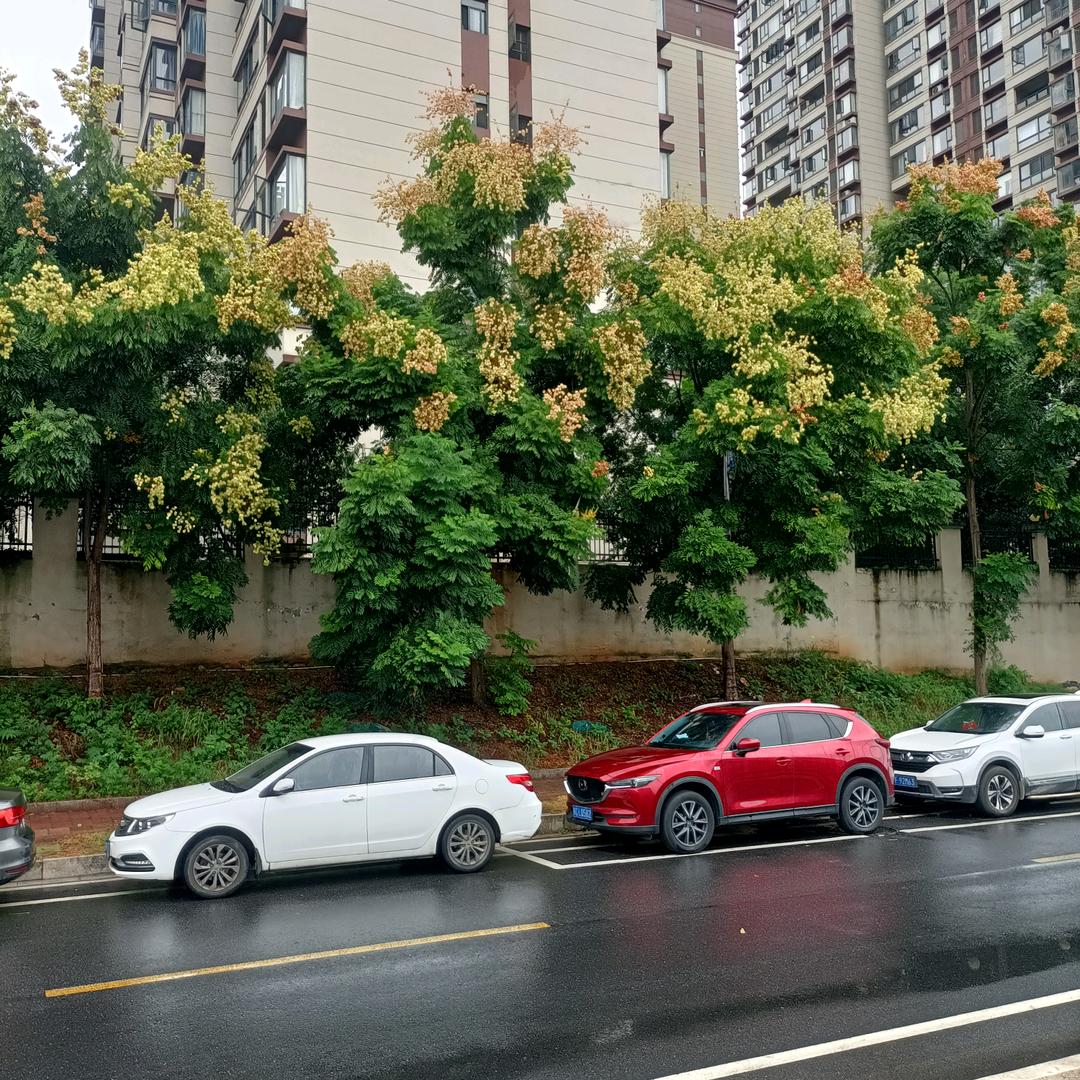小白兔