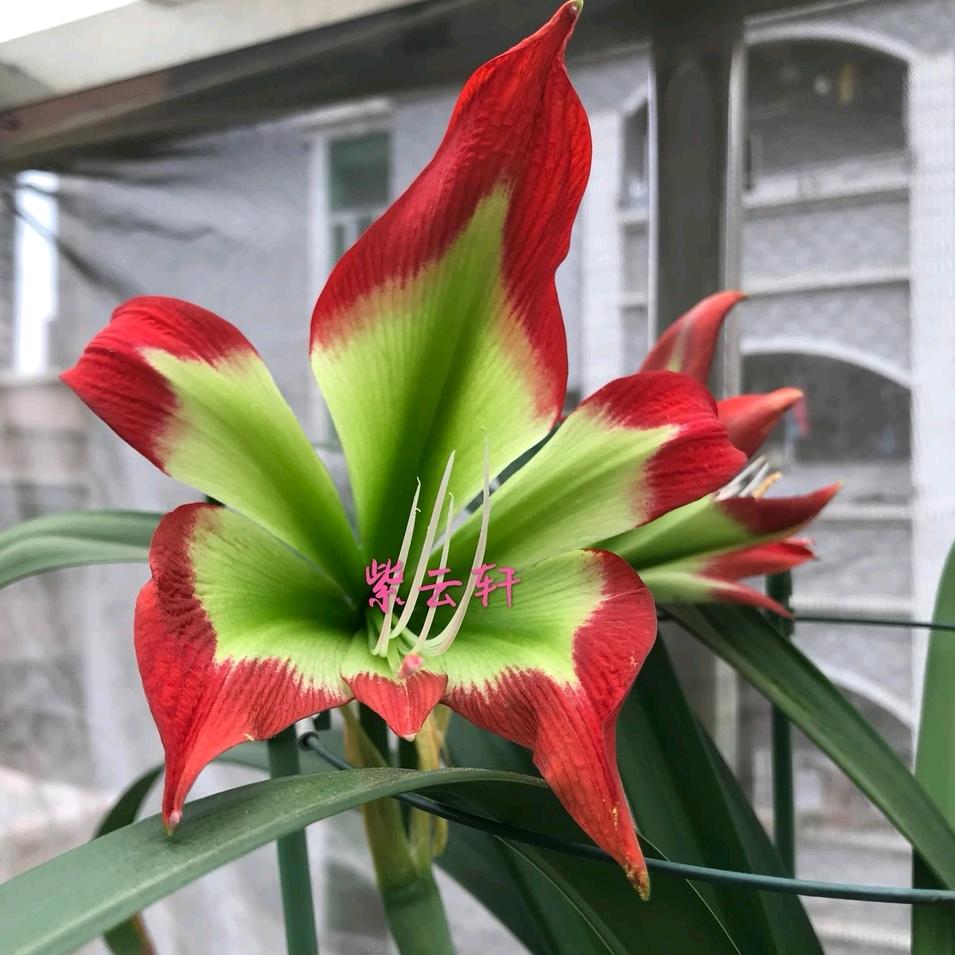 云鹤花坊