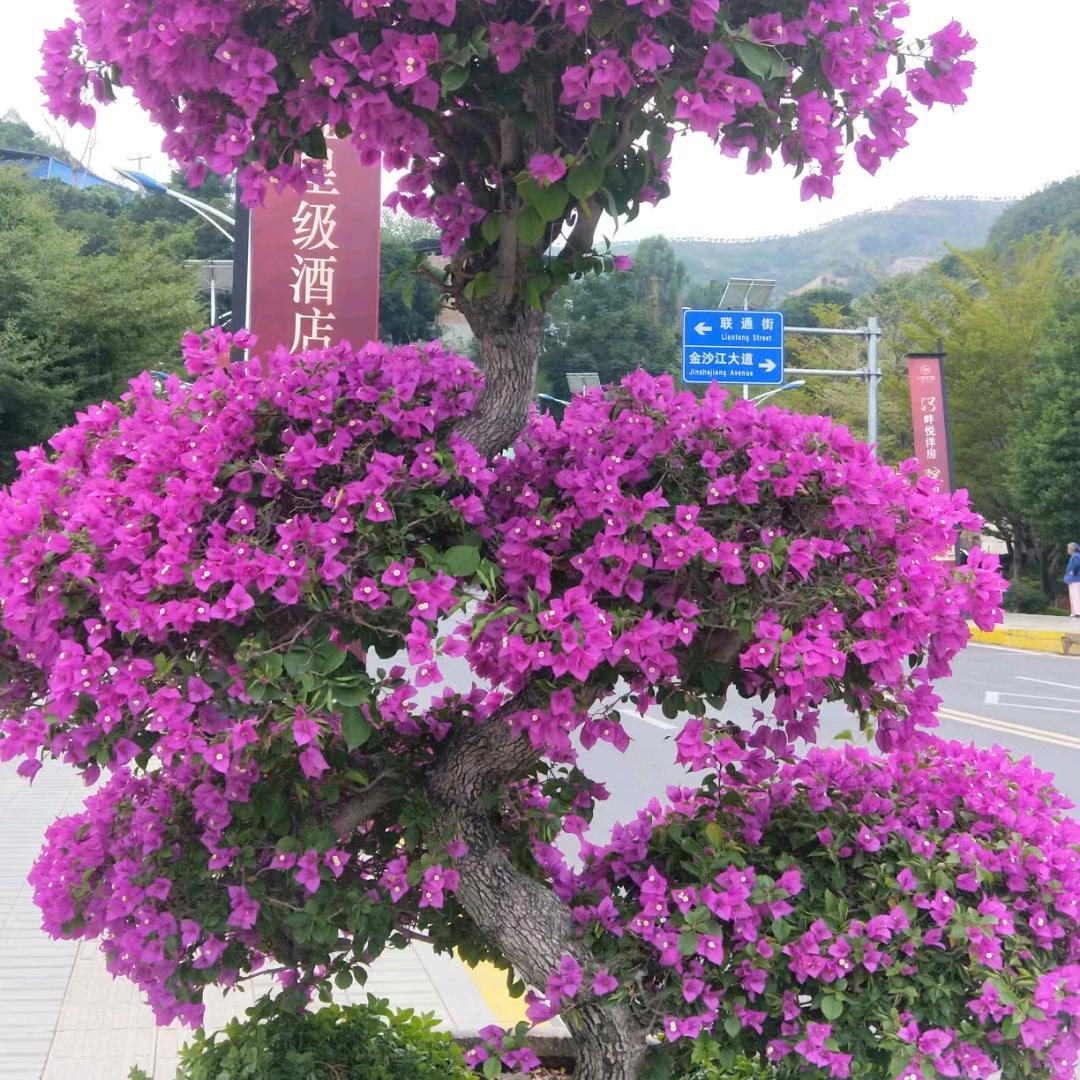 小清（拒私聊）