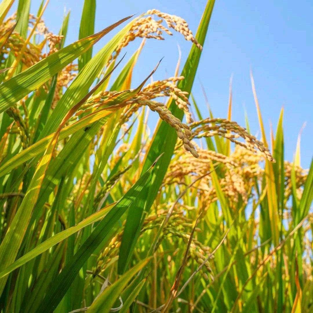 💰༣随心而笑ଓꦿ࿐