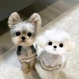 梦想哥宠物用品(批发价)